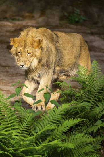 Asiatic lion (Panthera leo persica) male youngster (one year old) walking around on the ground, captive, Germany