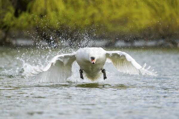 Mute swan (Cygnus olor) starting from the water, flying over a lake, Bavaria, Germany