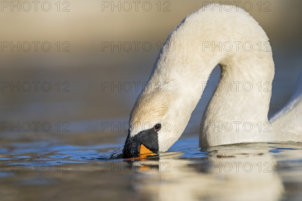 Portrait of a Mute swan (Cygnus olor) swimming on a lake, Bavaria, Germany