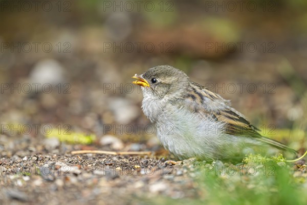 House sparrow (Passer domesticus) youngster sitting on the ground, Bavaria, Germany