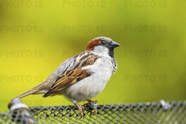 House sparrow (Passer domesticus) sitting on a fence, Bavaria, Germany