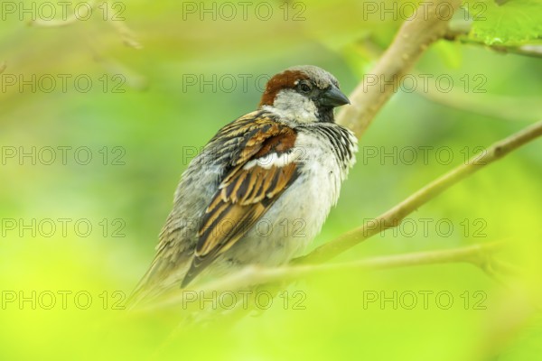 House sparrow (Passer domesticus) sitting on a branch, Bavaria, Germany