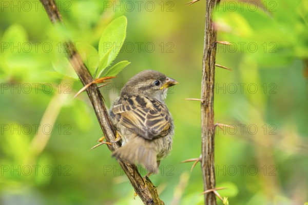 House sparrow (Passer domesticus) youngster sitting on a branch, Bavaria, Germany