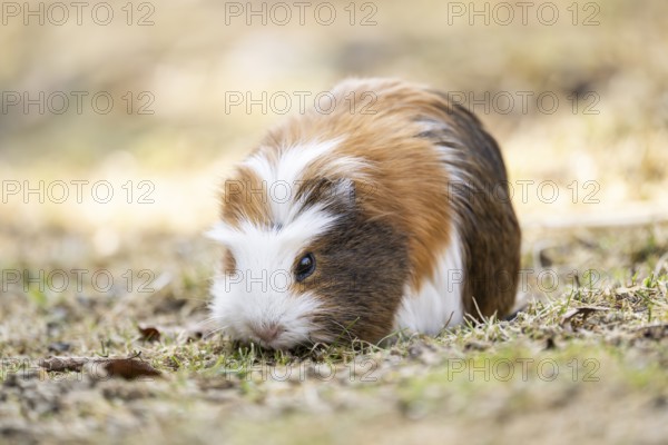 Domestic guinea pig (Cavia porcellus) on a meadow, Bavaria, Germany
