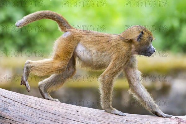 Guinea baboons (Papio papio) youngster, running, monkeys, captive, Germany