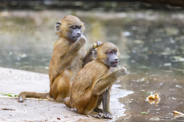 Guinea baboons (Papio papio) youngsters on the ground on the edge of a little lake, monkeys, captive, Germany