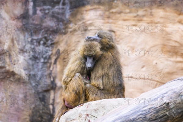 Guinea baboons (Papio papio) sitting in a group and cuddeling each other, captive, Germany