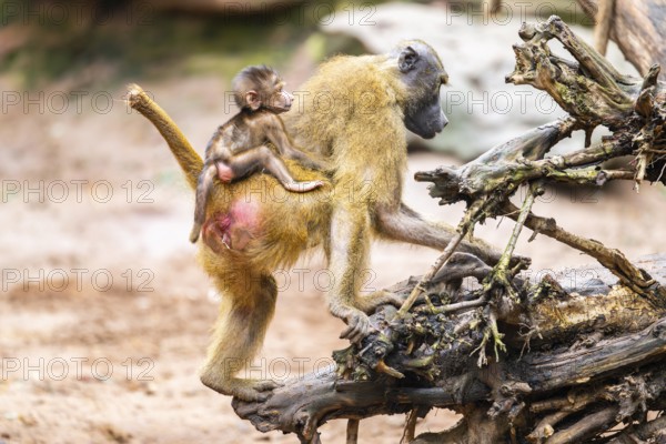 Guinea baboon (Papio papio) mother with her youngster walking, monkey, captive, Germany