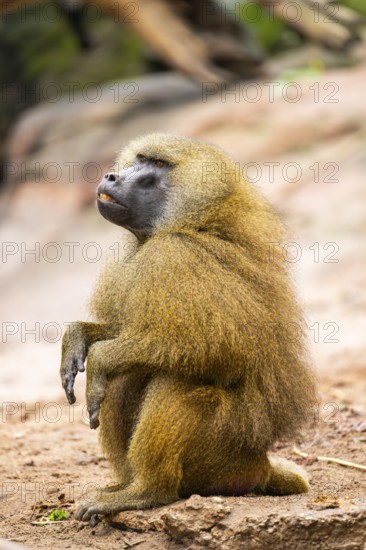 Guinea baboons (Papio papio) sitting on the ground, monkey, captive, Germany