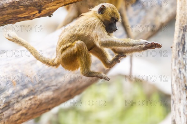 Guinea baboons (Papio papio) youngster jumping between two branches, flying, monkey, captive, Germany