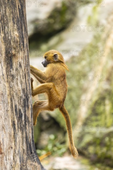 Guinea baboon (Papio papio) youngster climbing up a tree, monkey, captive, Germany