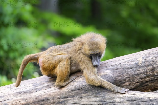 Guinea baboon (Papio papio) on a tree trunk, monkey, captive, Germany