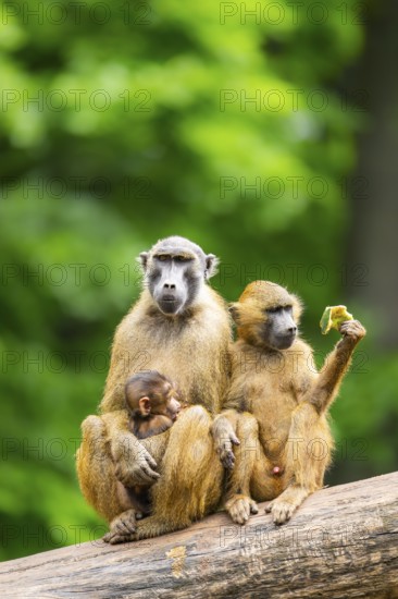 Guinea baboons (Papio papio) sitting in a group, mother with her youngster, and cuddeling each other, captive, Germany