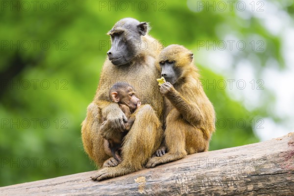 Guinea baboons (Papio papio) sitting in a group, mother with her youngster, and cuddeling each other, captive, Germany
