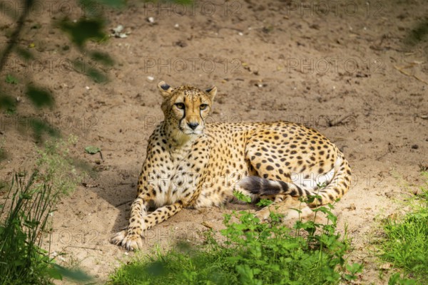 Cheetah (Acinonyx jubatus) lying on the ground, Germany