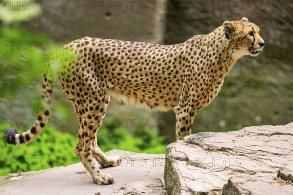 Cheetah (Acinonyx jubatus) standing on the ground, Germany