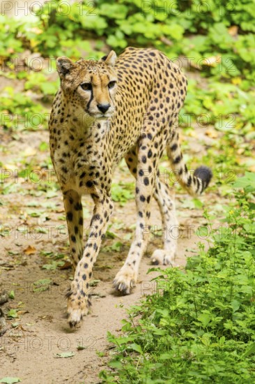 Cheetah (Acinonyx jubatus) walking around on the ground, Germany