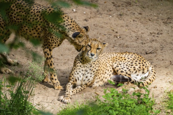Two Cheetahs (Acinonyx jubatus) cuddle with each other, Germany