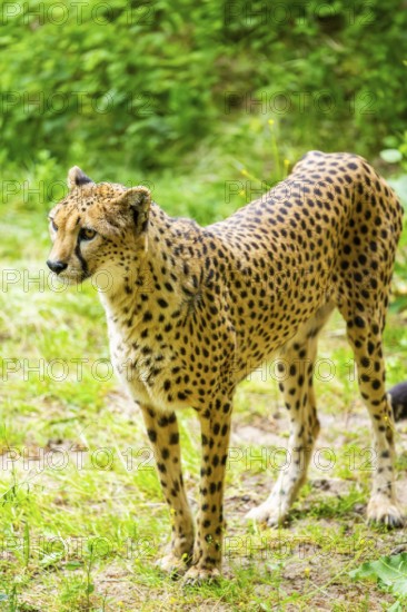 Cheetah (Acinonyx jubatus) standing on the ground, Germany