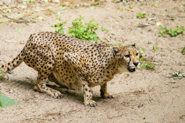 Cheetah (Acinonyx jubatus) on the ground, Germany