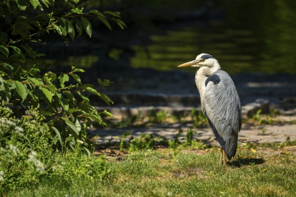 Grey heron (Ardea cinerea) standing on the grass at the shore of a lake, wildlife, Bavaria, Germany