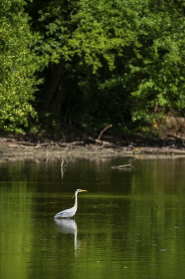 Grey heron (Ardea cinerea) standing in the water at the waters edge, Bavaria, Germany