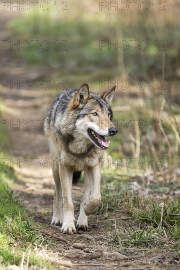 Eurasian wolf (Canis lupus lupus) standing in a forest, Bavaria, Germany