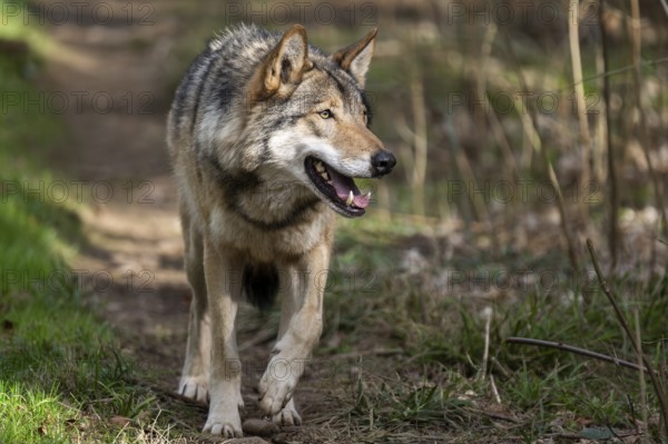 Eurasian wolf (Canis lupus lupus) standing in a forest, Bavaria, Germany
