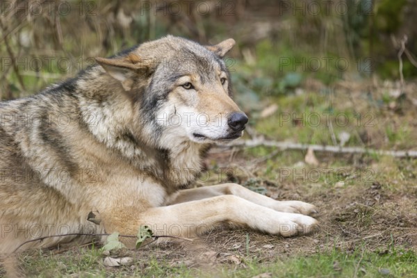 Eurasian wolf (Canis lupus lupus) lying in a forest, Bavaria, Germany