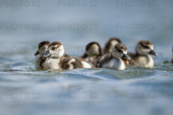 Egyptian goose (Alopochen aegyptiaca) chicks swimming on a lake, Bavaria, Germany