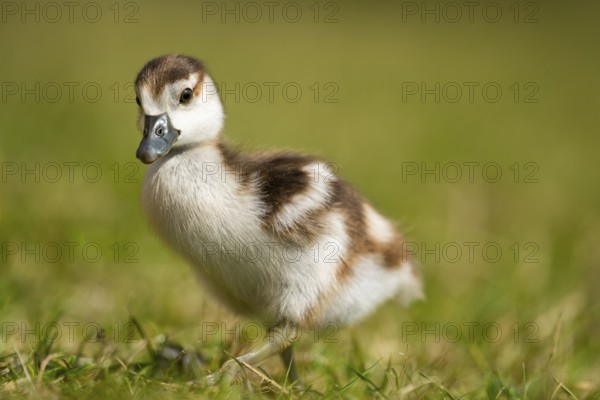 Egyptian goose (Alopochen aegyptiaca) cute chick on a meadow at the shore of a lake, Bavaria, Germany