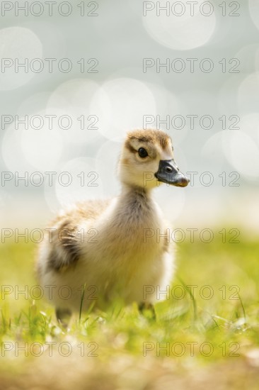 Egyptian goose (Alopochen aegyptiaca) cute chick on a meadow at the shore of a lake, Bavaria, Germany