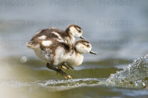 Two cute Egyptian goose (Alopochen aegyptiaca) chicks jumping into a lake, Bavaria, Germany