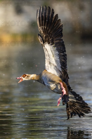 Egyptian goose (Alopochen aegyptiaca) aggressively attacking other seabirds on a lake, invasive species, Bavaria, Germany