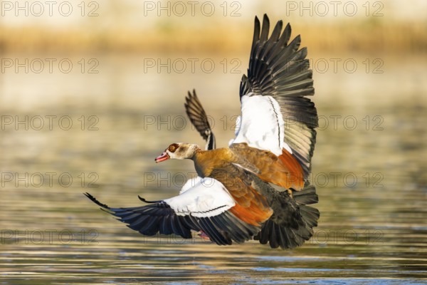 Egyptian goose (Alopochen aegyptiaca) aggressively attacking other seabirds on a lake, invasive species, Bavaria, Germany