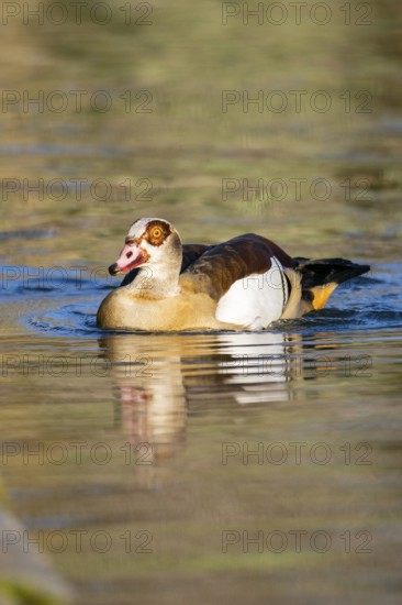 Egyptian goose (Alopochen aegyptiaca) wimming on a lake, Bavaria, Germany