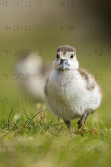 Egyptian goose (Alopochen aegyptiaca) cute chicks on a meadow at the shore of a lake, Bavaria, Germany