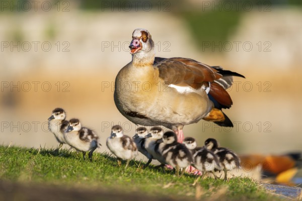 Egyptian goose (Alopochen aegyptiaca) mother with her chicks on a meadow at the shore of a lake, Bavaria, Germany
