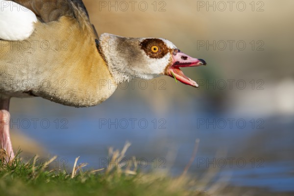 Portrait of an Egyptian goose (Alopochen aegyptiaca) aggressively hissing at the shore of a lake, Bavaria, Germany