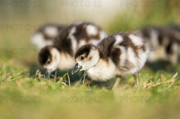 Egyptian goose (Alopochen aegyptiaca) cute chicks on a meadow at the shore of a lake, Bavaria, Germany