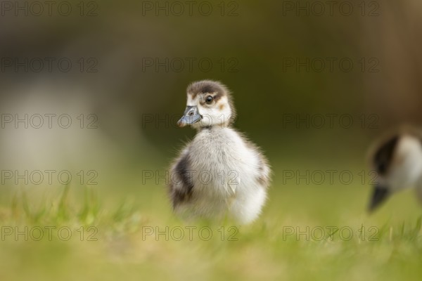 Egyptian goose (Alopochen aegyptiaca) cute chick on a meadow at the shore of a lake, Bavaria, Germany