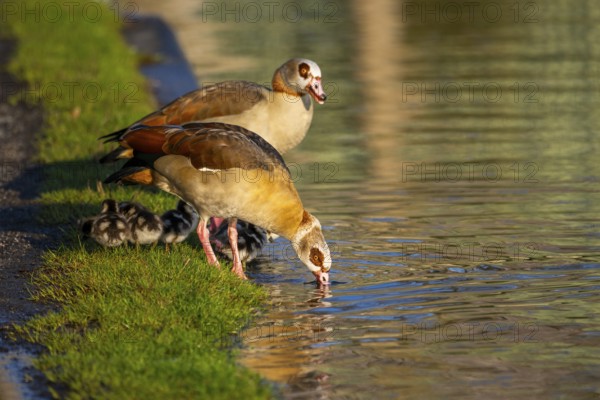 Egyptian goose (Alopochen aegyptiaca) mother with her chicks on a meadow at the shore of a lake, Bavaria, Germany