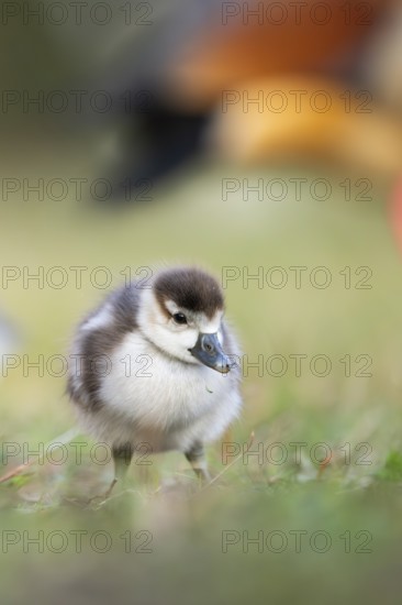 Egyptian goose (Alopochen aegyptiaca) cute chick on a meadow at the shore of a lake, Bavaria, Germany