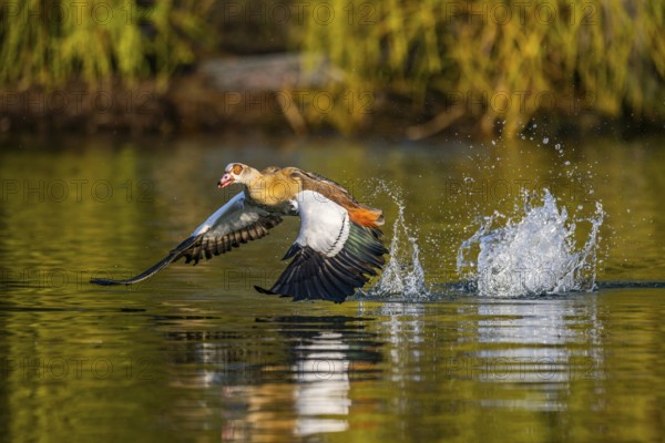 Flying Egyptian goose (Alopochen aegyptiaca) starting from a lake, invasive species, Bavaria, Germany