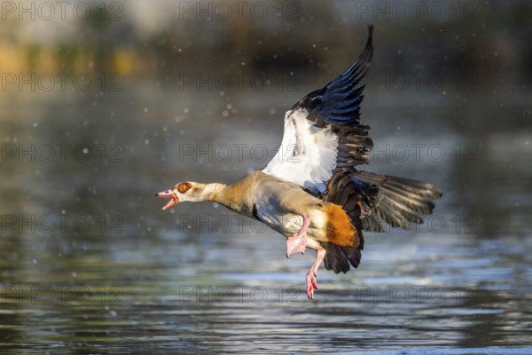 Egyptian goose (Alopochen aegyptiaca) aggressively attacking other seabirds on a lake, invasive species, Bavaria, Germany