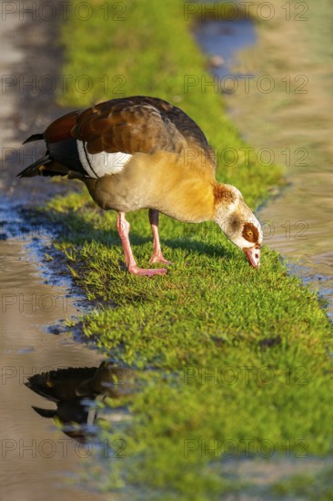 Egyptian goose (Alopochen aegyptiaca) at the shore of a lake, Bavaria, Germany