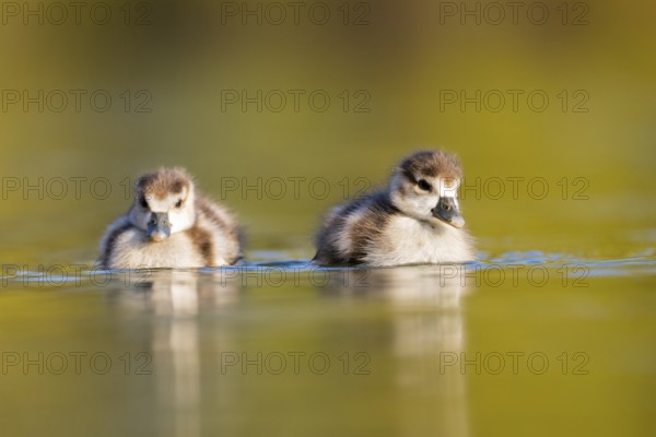 Egyptian goose (Alopochen aegyptiaca) chicks swimming on a lake, Bavaria, Germany