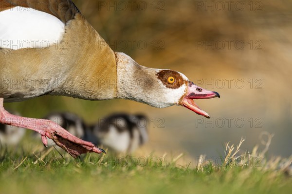 Portrait of an Egyptian goose (Alopochen aegyptiaca) aggressively hissing at the shore of a lake, Bavaria, Germany