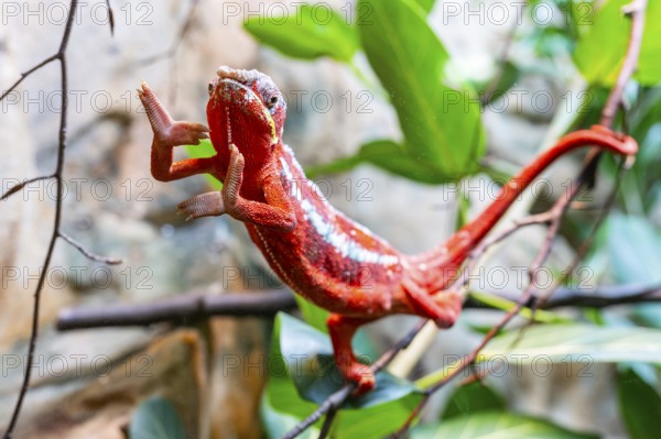 Red Panther chameleon (Furcifer pardalis) in a bush, captive, Bavaria, Germany