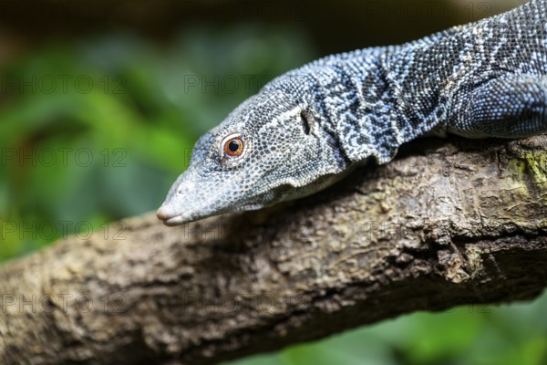 Blue-spotted tree monitor (Varanus macraei) on a branch, portrait, captive, Germany